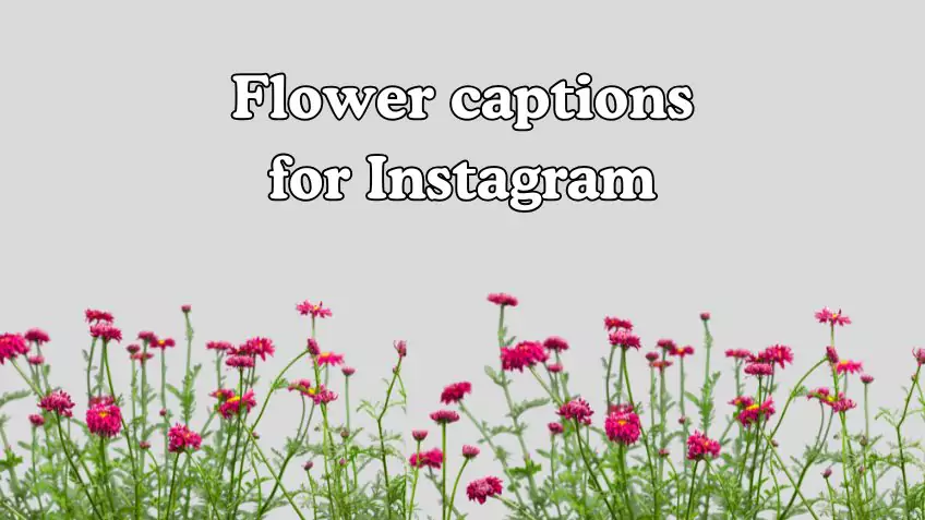 Flower captions for Instagram