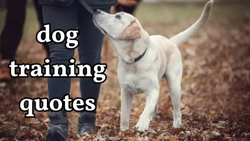 dog training quotes