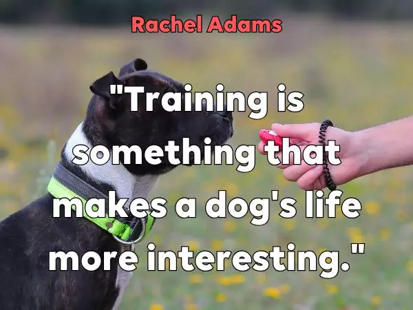 dog training quotes