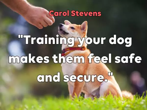 dog training quotes